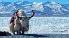 Namtso Lake Travel Guide : Sacred Lake Self-Drive Route, Shengxiang Tianmen & Altitude Survival Tips (2026 Edition)