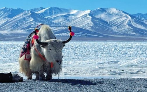 Namtso Lake Travel Guide : Sacred Lake Self-Drive Route, Shengxiang Tianmen & Altitude Survival Tips (2026 Edition)