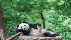 A Practical Guide for First-Time Visitors on How Long to Visit Chengdu Panda Base