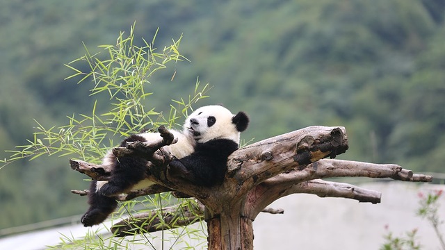 Giant Pandas at Panda Valley