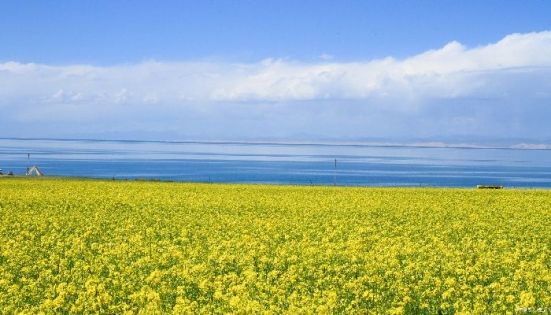 Summer Rapeseed Flowers at Qinghai Lake