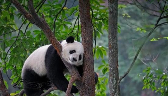 Giant Panda Climbing a Tree