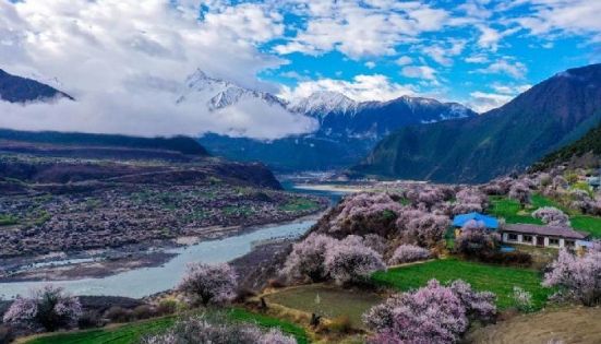 Peach blossoms in Tibet in spring