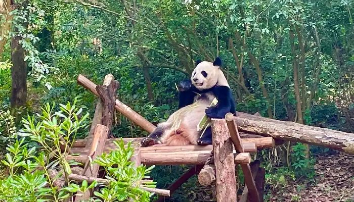 Chengdu Research Base of Giant Panda Breeding