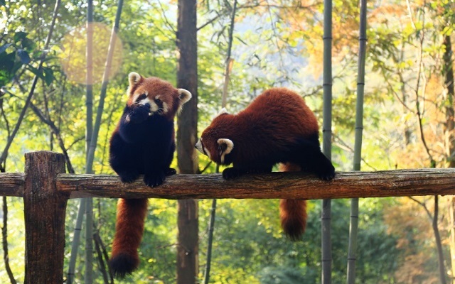 Red Pandas at Panda Valley