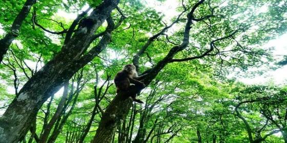 The Famous Emei Monkeys