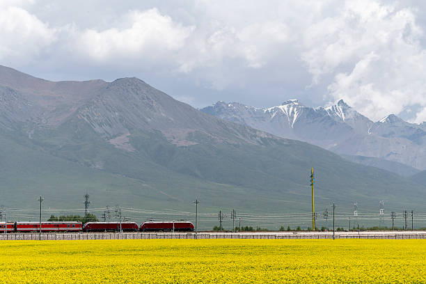 train driving through Rape flowers under mountain