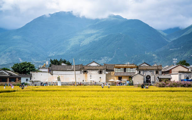 Dali China , 6 October 2020 : Xizhou old town with Bai minority houses and yellow rice field and Cangshan mountains in background in Xizhou Dali Yunnan China