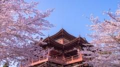 Xi’an Spring (March-May) Travel Guide: Climate, Best Places & Local Experiences