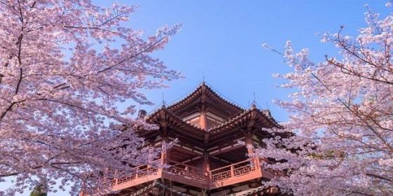 Xi’an Spring (March-May) Travel Guide: Climate, Best Places & Local Experiences