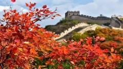 Ultimate Guide to Beijing in Autumn: Experience the Most Beautiful Golden Season in the Capital