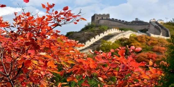 Ultimate Guide to Beijing in Autumn: Experience the Most Beautiful Golden Season in the Capital