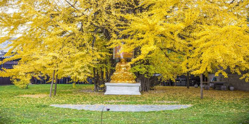 The Ancient Guanyin Chan Temple