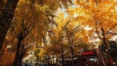 Best Time to Visit Shanghai: A Season-by-Season Travel Guide
