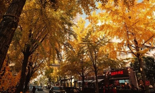 Autumn of Shanghai