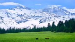 Kurdening Forest Park Travel Guide : Best June Route, Qimengde Viewpoint, Self-Drive & Off-Road Tips