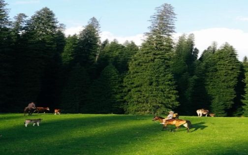 Kurdening Forest Park
