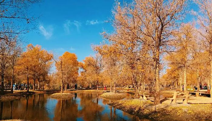 Autumn in Jinta Populus Euphratica Forest