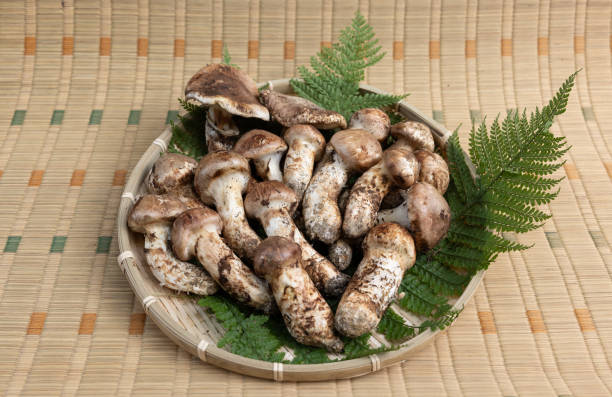 mushroom matsutake