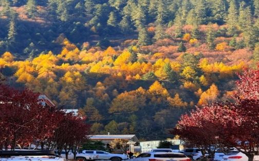 Linzhi