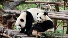 Chengdu Giant Panda Base Deep-Dive Guide