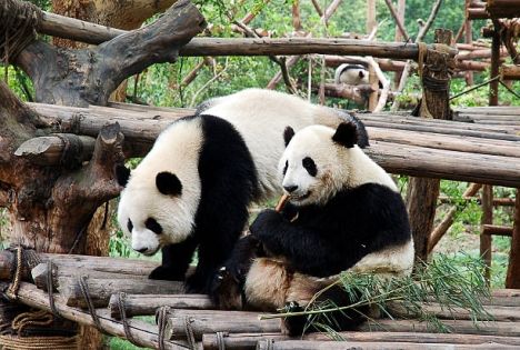 Chengdu Giant Panda Base Deep-Dive Guide