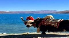Malaysia to Tibet Travel Guide 2026 : Tibet Travel Permit, Flights, Best Time to Visit & Essential Travel Tips