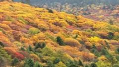 Linzhi (Nyingchi) Travel Guide in November:A Fairytale of Snow-Capped Mountains and Golden Forests