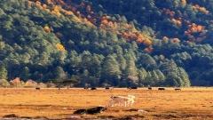 Can You Combine Nyingchi and Everest Base Camp in One Tibet Trip?