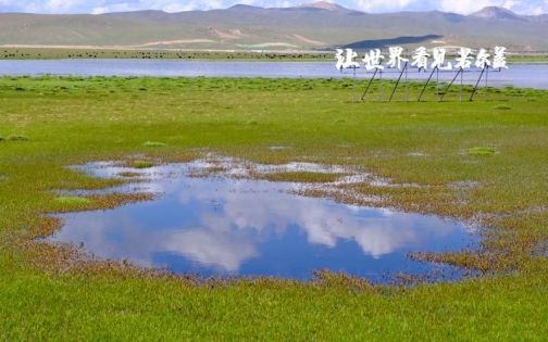Ruoergai Travel Guide: First Bend of the Yellow River, Huahu Wetland, Ometang Flower Sea & Essential Plateau Travel Tips