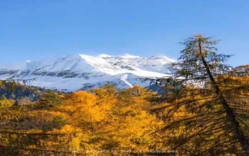 Linzhi Colorful Forest