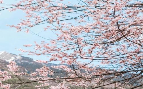 Milin Peach Blossom