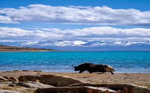 Tibet