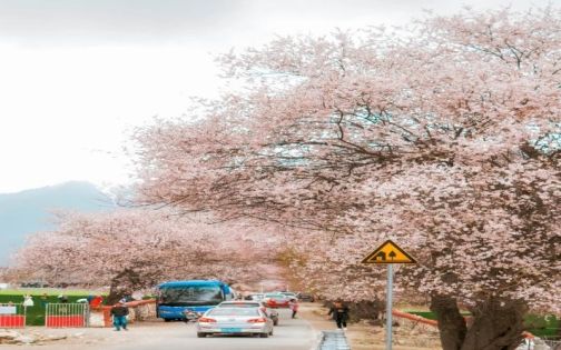 Milin Peach Blossom