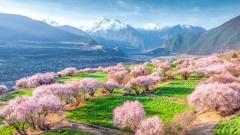 Nyingchi Peach Blossom Festival Travel Guide 2026: Forget Crowded Jiangnan, Discover Snow Mountain Peach Blossoms in Tibet