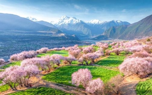 Peach Blossom Festival
