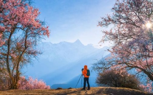 Peach Blossom Festival