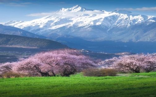 Peach Blossom Festival