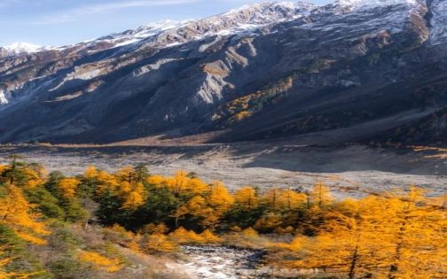 Linzhi Colorful Forest