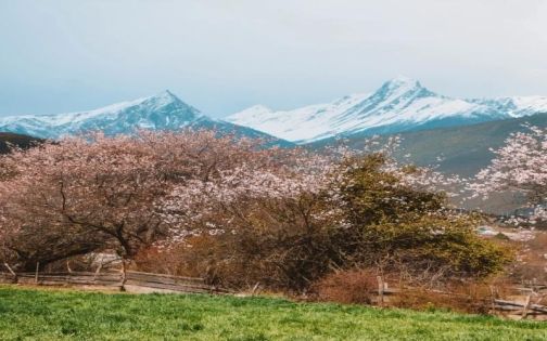 Milin Peach Blossom
