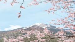 Milin Peach Blossom Road Guide:Tibet's Most Beautiful Wild Peach Blossom Drive