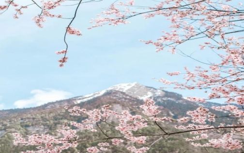 Milin Peach Blossom