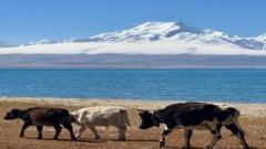 Peiku Tso Travel Guide:A Hidden Himalayan Lake with Views of Shishapangma Peak
