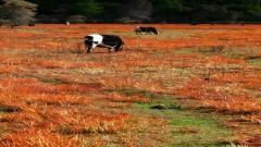 Lulang Forest Autumn Guide:Serkha La, Pastures & Tashi Gang Village