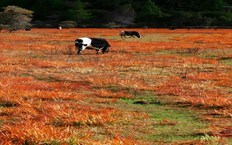 Lulang Forest Autumn Guide:Serkha La, Pastures & Tashi Gang Village