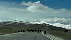 Qinghai-Tibet Highway Self-Drive Guide: G109 Route & Road Conditions