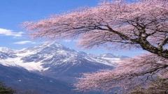 Linzhi Peach Blossom Festival Photography Guide : Best Photo Spots & Tips