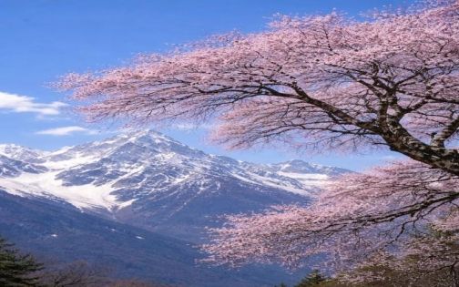 Nyingchi Peach Blossoms