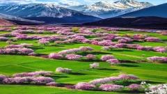 Linzhi Peach Blossom Festival Guide : Best Time, Spots & Travel Tips