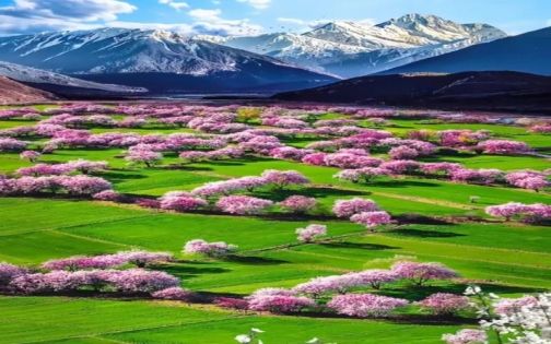 Nyingchi Peach Blossoms